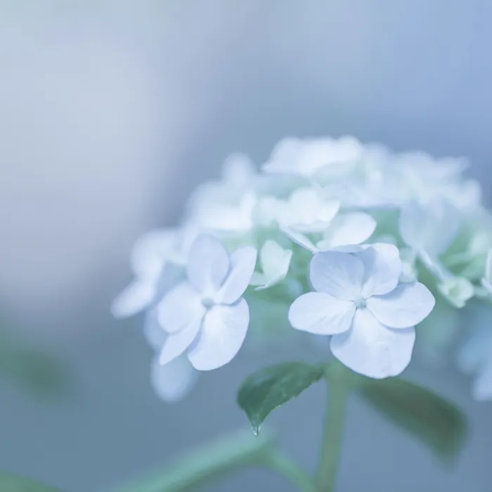 Airy Morning